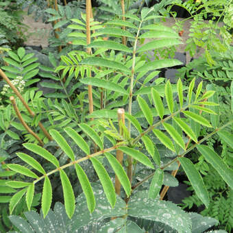 Sorbus aucuparia 'Dörings Findling'