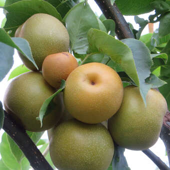 Pyrus pyrifolia 'Kosui'