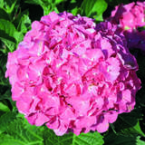 Hydrangea macrophylla 'Masja' - Gartenhortensie