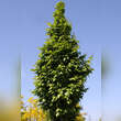 Carpinus betulus 'Lucas': Bild 5/6