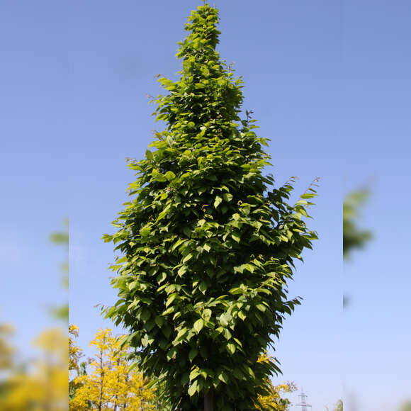 Carpinus betulus 'Lucas': Bild 5/6 Carpinus betulus 'Lucas': Bild 5/6