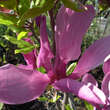Magnolia 'Susan': Bild 4/7