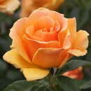 Rose 'Easy Going' - Englische Beetrose