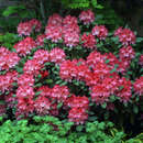 Rhododendron Yakusimanum Hyb. rot - Berg-Rhododendron
