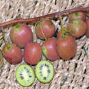 Actinidia arguta 'Issai' - Japanische Honigbeere, Kokuwa