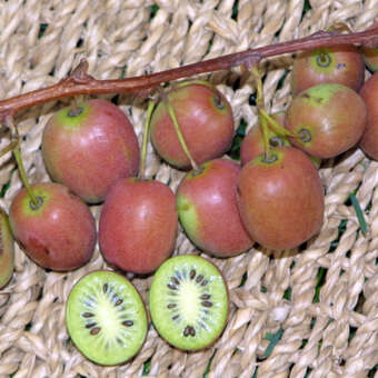 Actinidia arguta 'Issai'