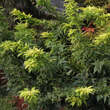 Acer palmatum 'Mikawa-yatsubusa': Bild 5/7