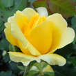 Rose 'Rimosa': Bild 1/6