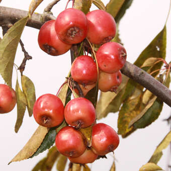 Malus 'Cheal's Weeping': Bild 5/6