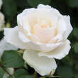 Rose 'Princess of Wales' (’Diana-Rose’): Bild 1/5