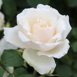 Rose 'Princess of Wales' (’Diana-Rose’) - Englische Beetrose