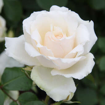 Rose 'Princess of Wales' (’Diana-Rose’)
