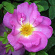 Rose 'Marguerite Hilling' (moyesii): Bild 1/5