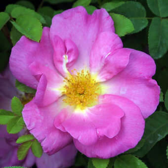 Rose 'Marguerite Hilling' (moyesii)