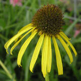 Echinacea paradoxa - Sonnenhut