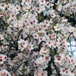 Prunus amygd. 'Königsmandel': Bild 2/6
