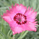 Dianthus gratianopolitanus 'Carina' - Pfingstnelke