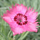 Dianthus gratianopolitanus 'Carina' - Pfingstnelke