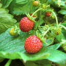 Fragaria ananassa 'Florika' - Erdbeerwiese