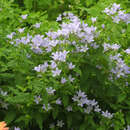 Campanula lactiflora 'Loddon Anna' - Dolden-Glockenblume