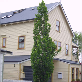 Liriodendron tulipifera 'Arnold'