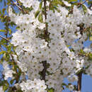 Prunus avium - Vogelkirsche