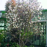 Magnolia denudata - Yulan-Magnolie