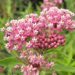 Asclepias incarnata: Bild 1/3