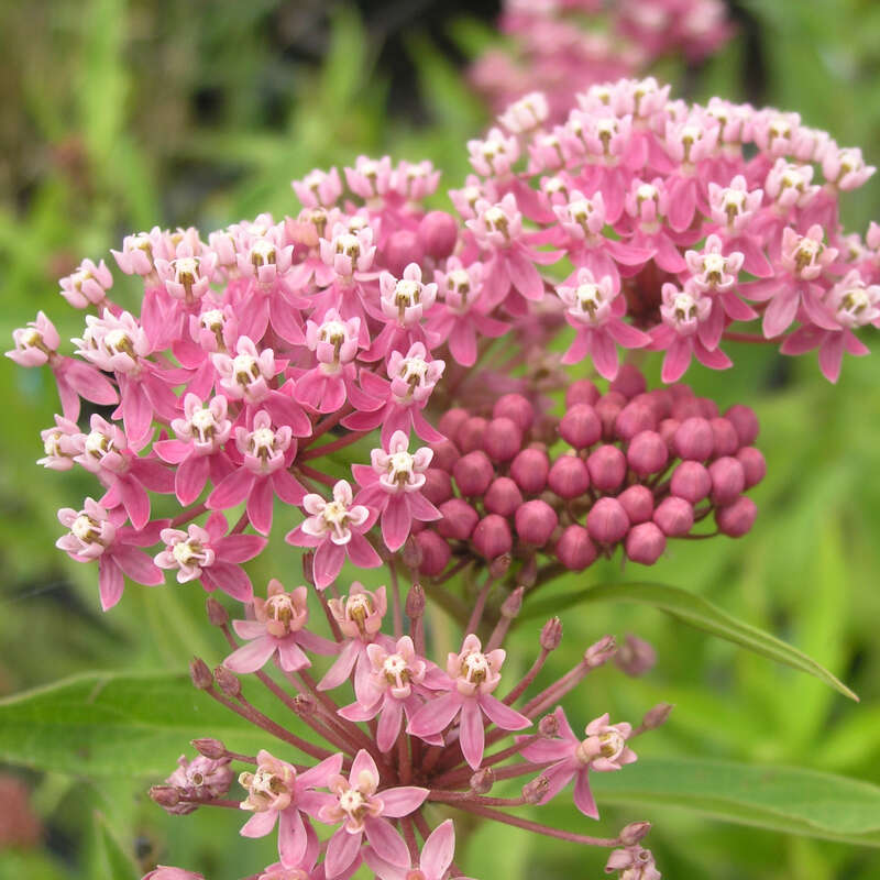 Seidenpflanze Asclepias incarnata rosa