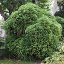 Cryptomeria japonica 'Globosa Nana' - Zwerg-Sicheltanne