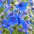 Delphinium grandiflorum 'Blauer Zwerg': Bild 1/1