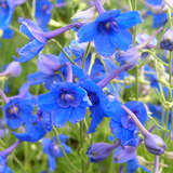 Delphinium grandiflorum 'Blauer Zwerg' - Kleiner Rittersporn