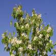 Amelanchier alnifolia 'Obelisk': Bild 5/6