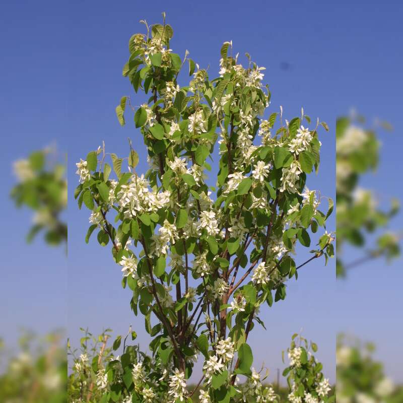 SäulenFelsenbirne Amelanchier alnifolia 'Obelisk' weiß