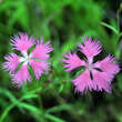 Dianthus sylvestris: Bild 1/1