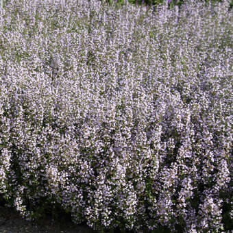 Calamintha nepeta 'Blue Cloud'