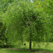 Prunus frut. 'Hetzendorf Hänge-St.': Bild 1/2
