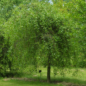 Prunus fruticosa 'Hetzendorf Hänge-Steppenkirsche'