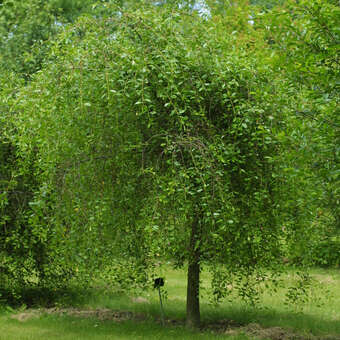 Prunus frut. 'Hetzendorf Hänge-St.'