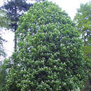 Aesculus hippocastanum 'Baumannii' - Gefülltblühende Rosskastanie