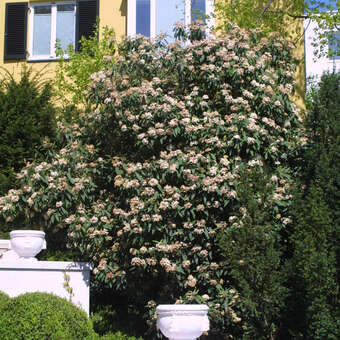 obstbäume düngen hausmittel Obstbaum-Flüssigdünger 500 ml main image 1