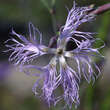 Dianthus superbus: Bild 1/3