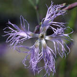 Dianthus superbus - Prachtnelke