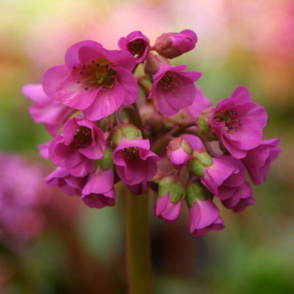 Bergenia 'Eroica': Bild 1/3 Bergenia 'Eroica': Bild 1/3