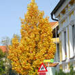 Liriodendron tulipifera 'Fastigiatum': Bild 5/8