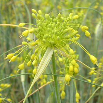 Allium flavum