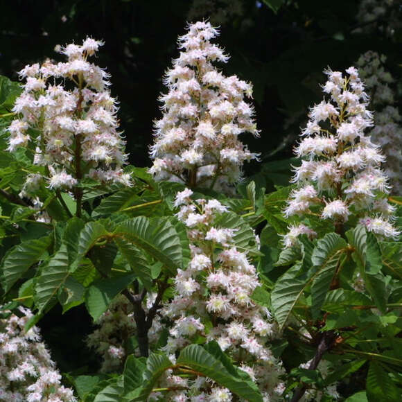 Aesculus hippocastanum: Bild 3/9 Aesculus hippocastanum: Bild 3/9