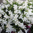 Campanula cochleariifolia 'Bavaria White': Bild 1/2