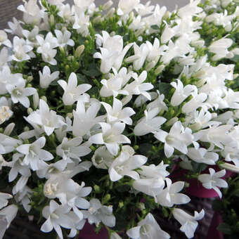 Campanula cochleariifolia 'Bavaria White'