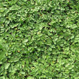 Leptinella dioica - Fiederpolster